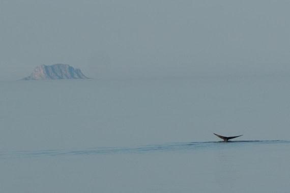 Blauwal - Wildlife pur