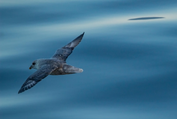 HDS10-24, Day 1, IMG_8065 © Koen Jongerling - Oceanwide Expeditions.jpg