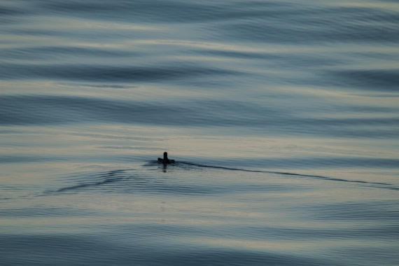 HDS10-24, Day 1, IMG_8069 © Koen Jongerling - Oceanwide Expeditions.jpg