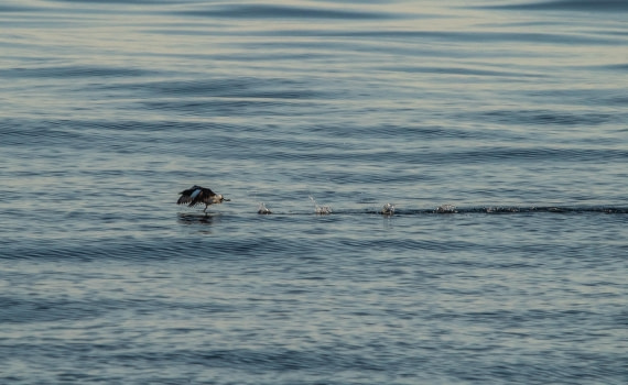 HDS10-24, Day 1, IMG_8080 © Koen Jongerling - Oceanwide Expeditions.jpg