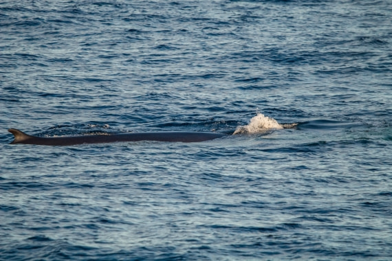HDS10-24, Day 1, IMG_8094 © Koen Jongerling - Oceanwide Expeditions.jpg