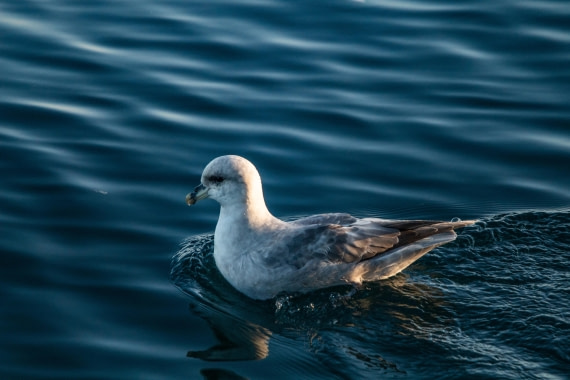 HDS10-24, Day 1, IMG_8087 © Koen Jongerling - Oceanwide Expeditions.jpg