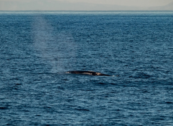 HDS10-24, Day 1, IMG_8096 © Koen Jongerling - Oceanwide Expeditions.jpg