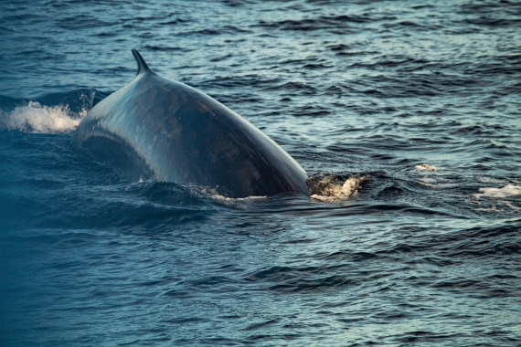 HDS10-24, Day 1, IMG_8106 © Koen Jongerling - Oceanwide Expeditions.jpg