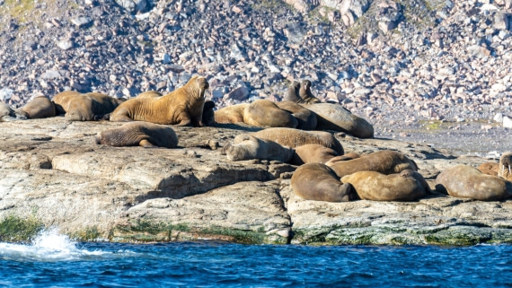 HDS10-24, Day 3, _DSC4612 © Koen Jongerling - Oceanwide Expeditions.jpg
