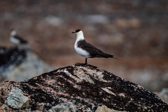 HDS10-24, Day 3, IMG_8197 © Koen Jongerling - Oceanwide Expeditions.jpg