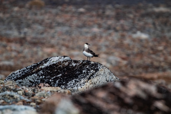 HDS10-24, Day 3, IMG_8201 © Koen Jongerling - Oceanwide Expeditions.jpg