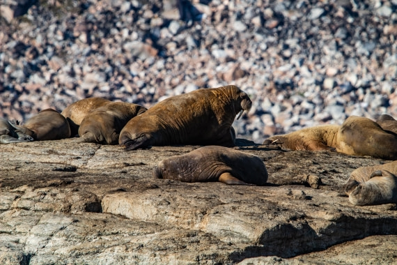 HDS10-24, Day 3, IMG_8203 © Koen Jongerling - Oceanwide Expeditions.jpg