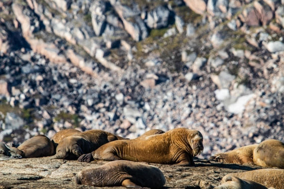 HDS10-24, Day 3, IMG_8207 © Koen Jongerling - Oceanwide Expeditions.jpg