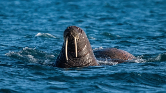 HDS10-24, Day 5, IMG_8395 © Koen Jongerling - Oceanwide Expeditions.jpg