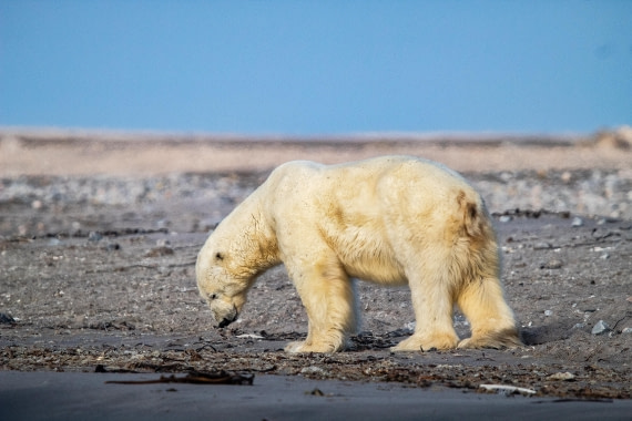 HDS10-24, Day 5, IMG_8484 © Koen Jongerling - Oceanwide Expeditions.jpg