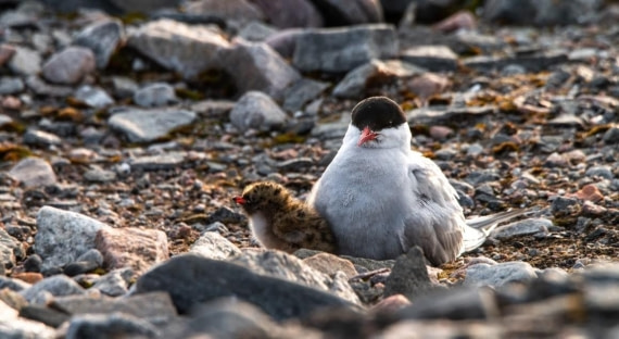 HDS10-24, Day 6, Arctic tern © Unknown photographer - Oceanwide Expeditions.jpg