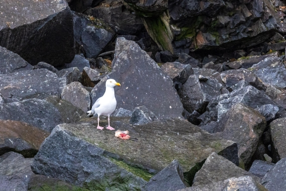 HDS10-24, Day 7, 177A9818 © Unknown photographer - Oceanwide Expeditions.jpg