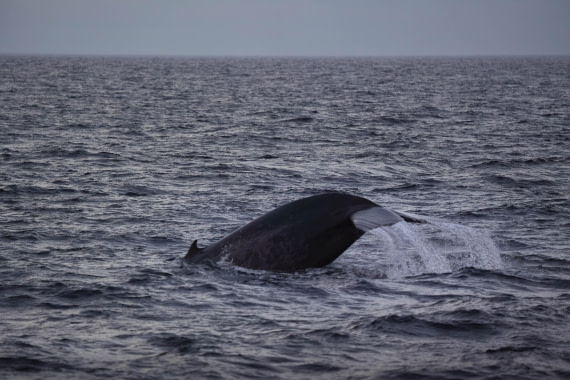 PLA10-24, Day 1, LD_08337_AINR_PS2 © Laurence Dyke - Oceanwide Expeditions.jpg