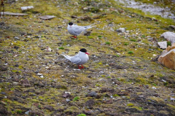 PLA10-24, Day 2, helene (1) © Hélène de Méringo - Oceanwide Expeditions.JPG