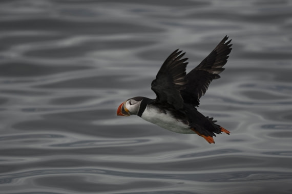PLA10-24, Day 2, LD_08663_AINR_PS2 © Laurence Dyke - Oceanwide Expeditions.jpg