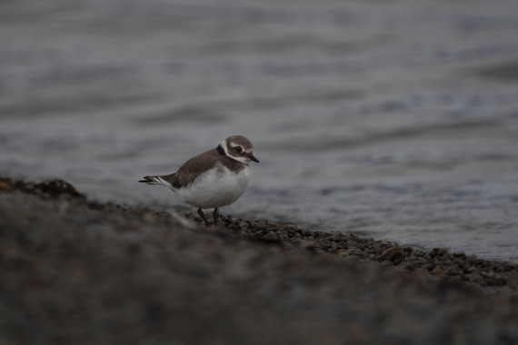 PLA10-24, Day 2, LD_08809_AINR_PS2 © Laurence Dyke - Oceanwide Expeditions.jpg