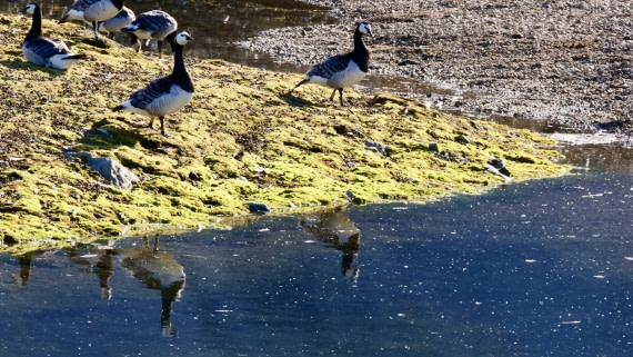 PLA10-24, Day 2, P1056903 © Unknown photographer - Oceanwide Expeditions.jpg