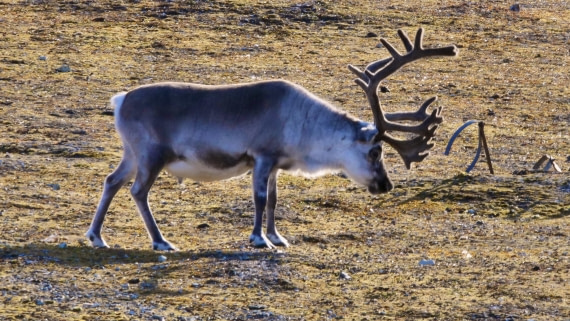 PLA10-24, Day 2, P1056908 © Unknown photographer - Oceanwide Expeditions.jpg