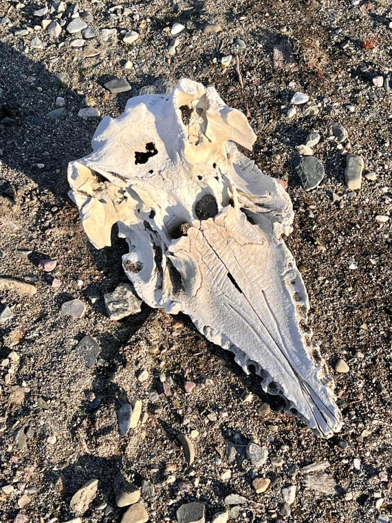 PLA10-24, Day 3, IMG_0535 © Unknown photographer - Oceanwide Expeditions.jpg