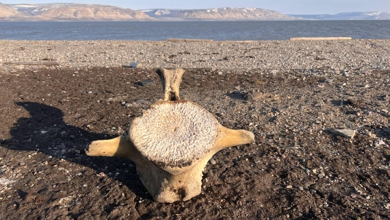 PLA10-24, Day 3, IMG_0543 © Unknown photographer - Oceanwide Expeditions.jpg