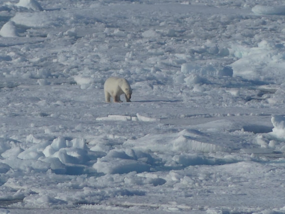 PLA10-24, Day 4, Bear in the pack ice 1 © John Rogers - Oceanwide Expeditions.JPG