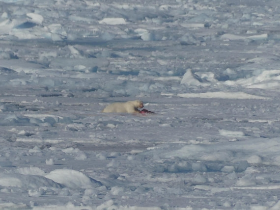 PLA10-24, Day 4, Bear meal in the pack ice 1 © John Rogers - Oceanwide Expeditions.JPG
