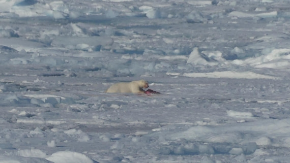 PLA10-24, Day 4, Bear meal in the pack ice 1 16x9 © John Rogers - Oceanwide Expeditions.JPG