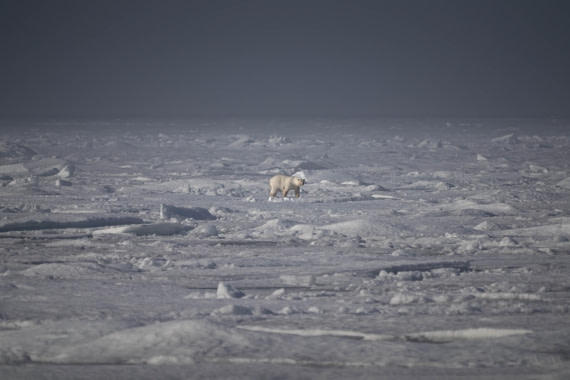 PLA10-24, Day 4, LD_09190_AINR_PS2 © Laurence Dyke - Oceanwide Expeditions.jpg
