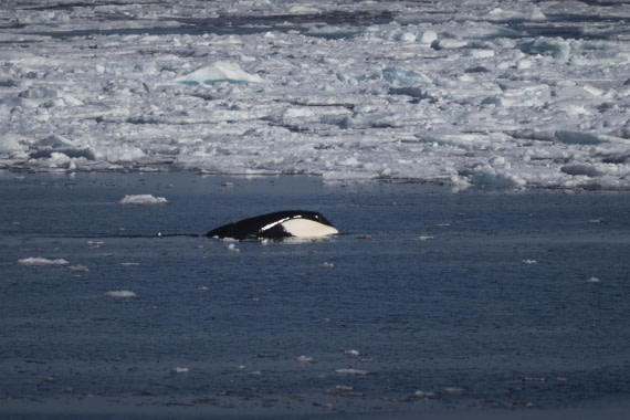 PLA10-24, Day 4, LD_09284_AINR_PS2 © Laurence Dyke - Oceanwide Expeditions.jpg