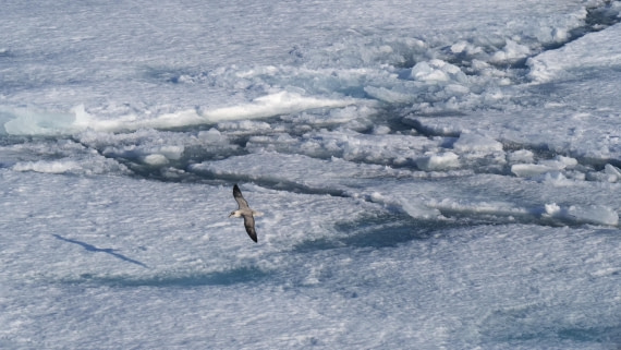 PLA10-24, Day 4, P1067033 © Unknown photographer - Oceanwide Expeditions.jpg