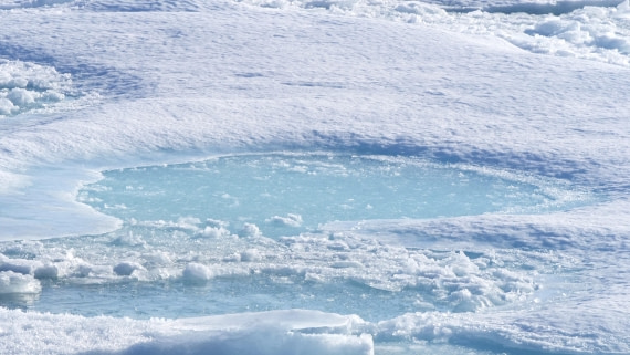 PLA10-24, Day 4, P1067062 © Unknown photographer - Oceanwide Expeditions.jpg