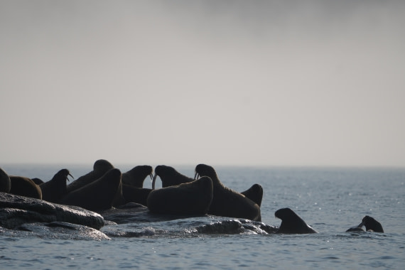 PLA10-24, Day 5, DSC05670 © Unknown photographer - Oceanwide Expeditions.JPG