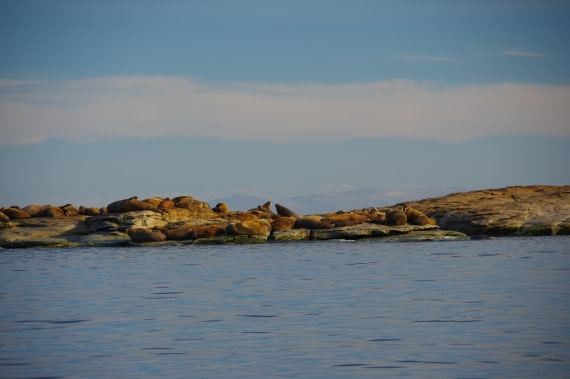 PLA10-24, Day 5, helene 13 aout (2) © Hélène de Méringo - Oceanwide Expeditions.JPG
