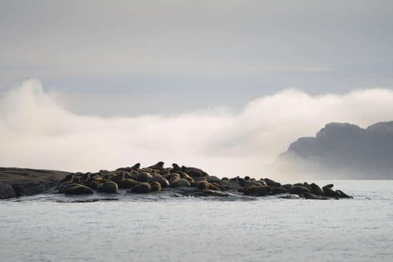 PLA10-24, Day 5, LD_09519_AINR_PS2 © Laurence Dyke - Oceanwide Expeditions.jpg