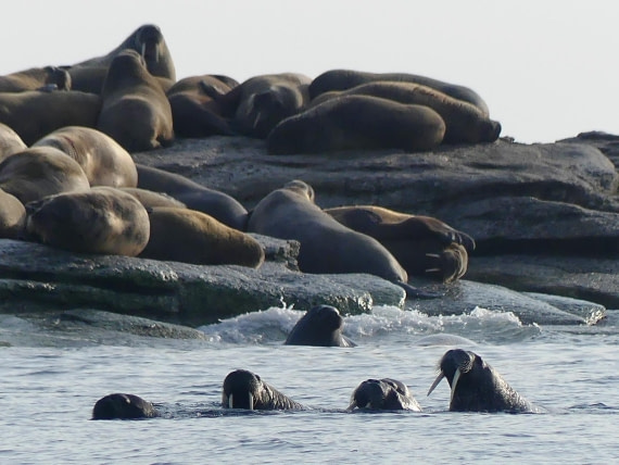 PLA10-24, Day 5, Walrus haulout 3 © John Rogers - Oceanwide Expeditions.JPG