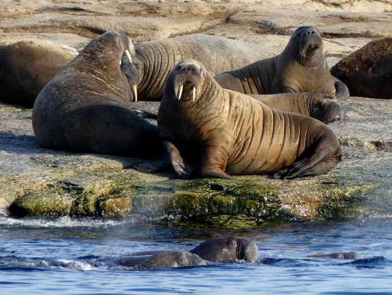 PLA10-24, Day 5, Walrus haulout 2 © John Rogers - Oceanwide Expeditions.JPG