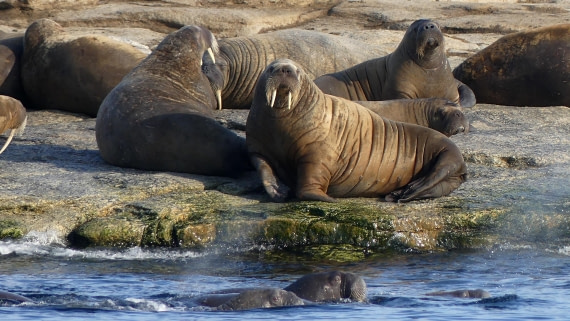 PLA10-24, Day 5, Walrus haulout 16x 9 2 © John Rogers - Oceanwide Expeditions.JPG
