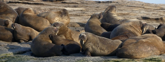 PLA10-24, Day 5, Walrus haulout long 1 © John Rogers - Oceanwide Expeditions.JPG