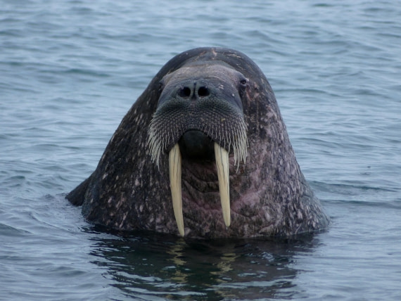 PLA10-24, Day 6, Bull walrus in the water 1 © Unknown photographer - Oceanwide Expeditions.JPG
