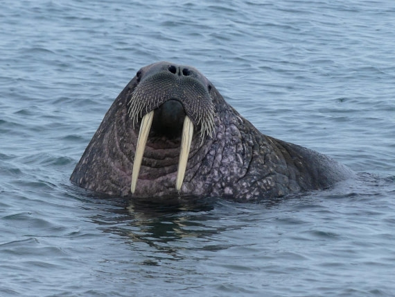 PLA10-24, Day 6, Bull walrus in the water 2 © Unknown photographer - Oceanwide Expeditions.JPG