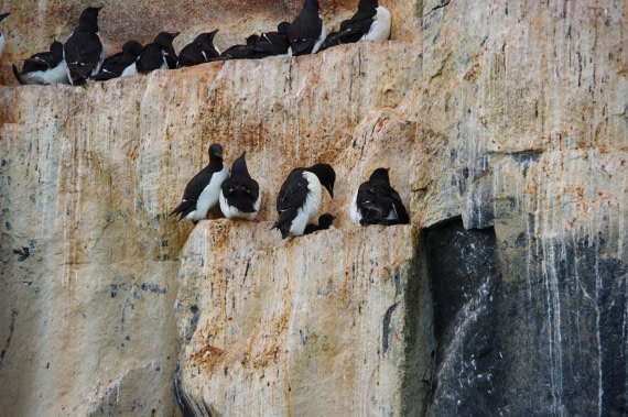 PLA10-24, Day 6, helene 14 aout (3) © Hélène de Méringo - Oceanwide Expeditions.JPG