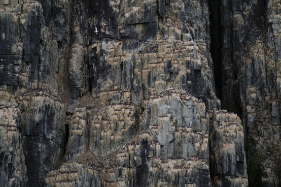 PLA10-24, Day 6, LD_00509_AINR_PS2 © Laurence Dyke - Oceanwide Expeditions.jpg