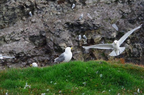 PLA10-24, Day 7, helene 15 aout (1) © Hélène de Méringo - Oceanwide Expeditions.JPG