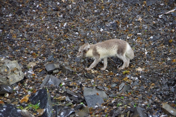PLA10-24, Day 7, helene 15 aout (4) © Hélène de Méringo - Oceanwide Expeditions.JPG