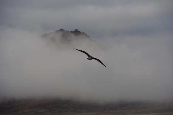 PLA10-24, Day 8, IMGP0489 © Unknown photographer - Oceanwide Expeditions.JPG