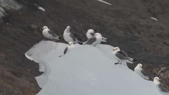 PLA10-24, Day 8, PLA10-24_1010155_© Ursula Tscherter © Ursula Tscherter - Oceanwide Expeditions.JPG