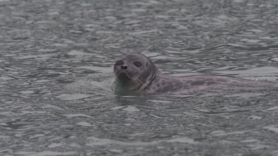 PLA10-24, Day 8, PLA10-24_1010082_© Ursula Tscherter © Ursula Tscherter - Oceanwide Expeditions.JPG