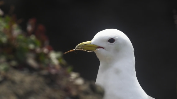 PLA10-24, Day 7, PLA10-24__1010270_© Ursula Tscherter © Ursula Tscherter - Oceanwide Expeditions.JPG