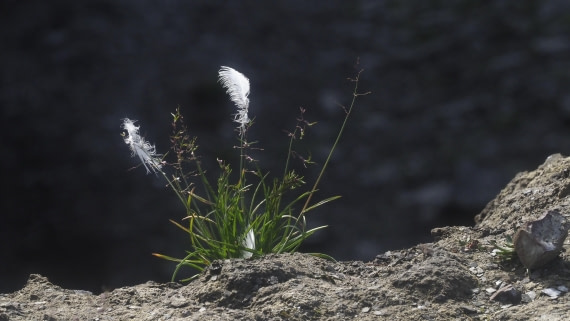 PLA10-24, Day 7, PLA10-24__1010283_© Ursula Tscherter © Ursula Tscherter - Oceanwide Expeditions.JPG
